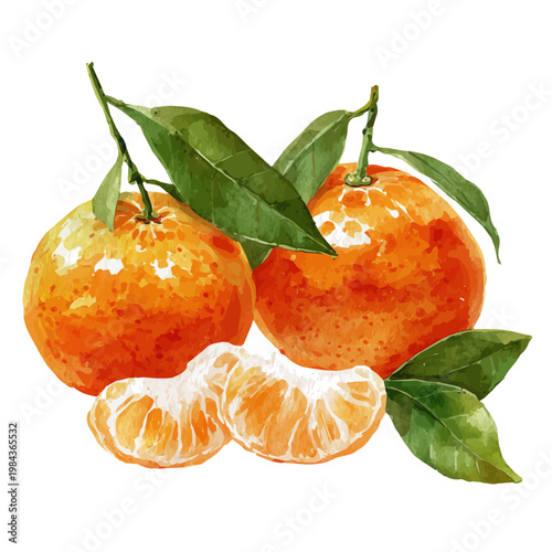 Watercolor Tangerine vector, artistic painting style, high-resolution illustration on a pure white background.