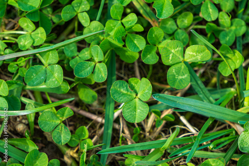 Green clover leaves growing in grass close up