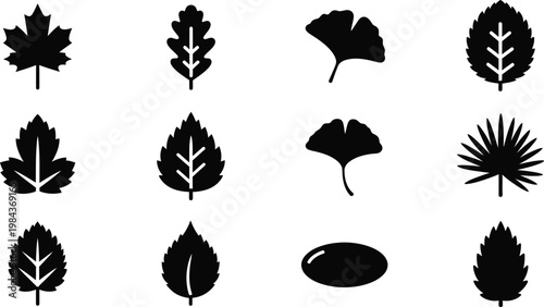 Set of assorted leaf silhouettes and icons with black and white maple leaf oak leaf ginkgo leaf