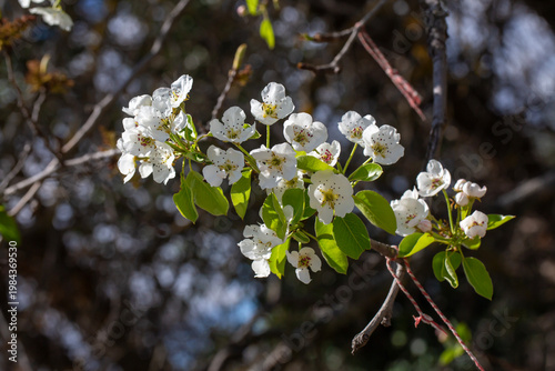 Картината върху платно Beautiful White Pear Tree (Pyrus) Flowers Blooming in Spring Sunlight