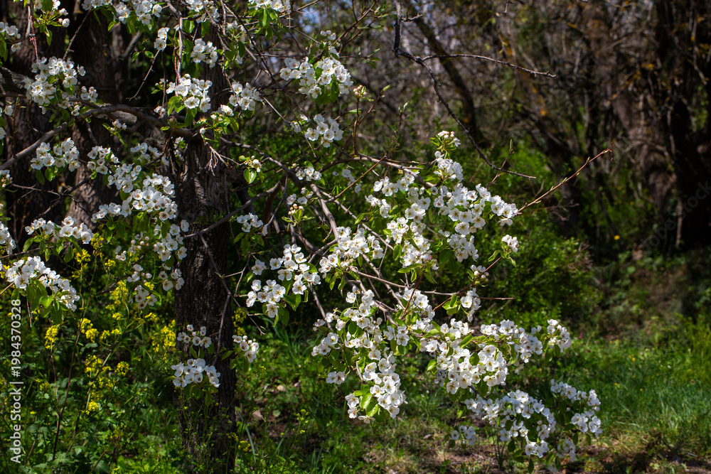 Fototapeta premium Beautiful White Pear Tree (Pyrus) Flowers Blooming in Spring Sunlight