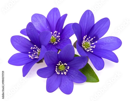 Blue flowers on white.