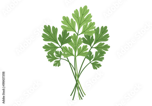 Fresh parsley bunch on kitchen table with green leaves and stems