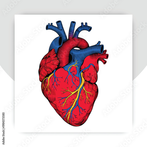Realistic drawing of a human heart showing arteries and veins with clear color details and structure for educational purposes,