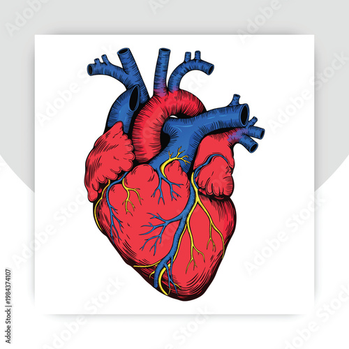 Realistic drawing of a human heart showing arteries and veins with clear color details and structure for educational purposes,