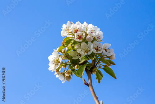 Abundant White Flowers of a...