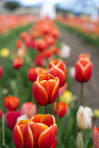 Vibrant red and orange tulips in flower field
