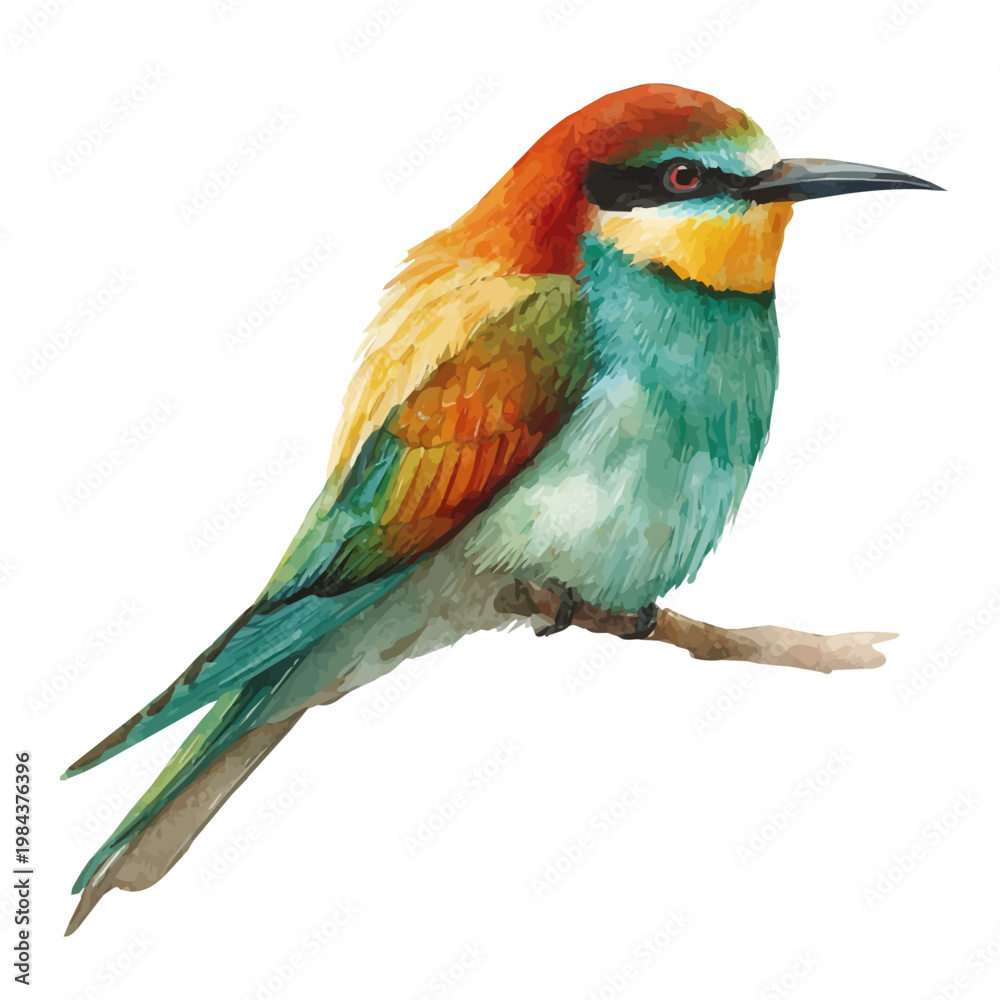 Obraz premium Watercolor Bee-eater vector, artistic painting style, high-resolution illustration on a pure white background.