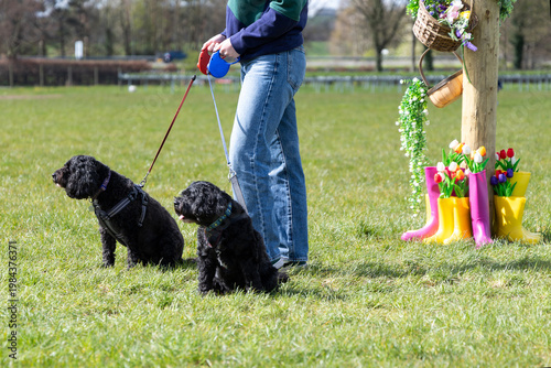 Woman wearing casual jeans walking two dogs on lead in sunny spring day