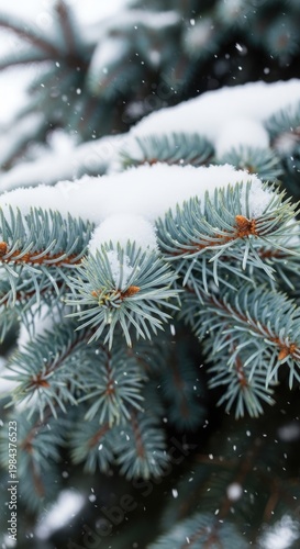 Snowy Pine Branch in Winter Wonderland.