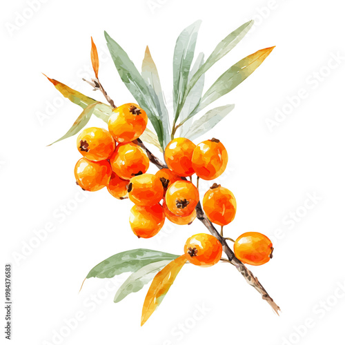 Sea Buckthorn watercolor vector illustration, high-quality artwork isolated on a pure white background.