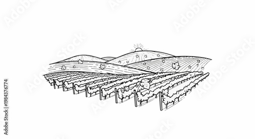Sketch of rolling hills covered in vines under a radiant sun