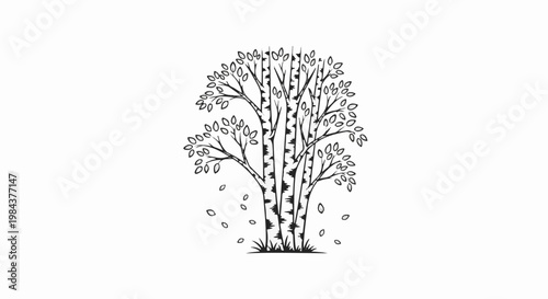 Sketch of birch trees with falling leaves on a white background