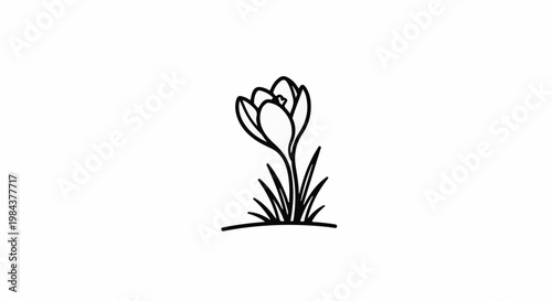 Simple line art drawing of a single crocus flower blooming in grass