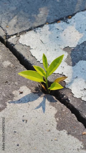 A small plant growing through a crack in the pavement, symbolizing resilience and hope