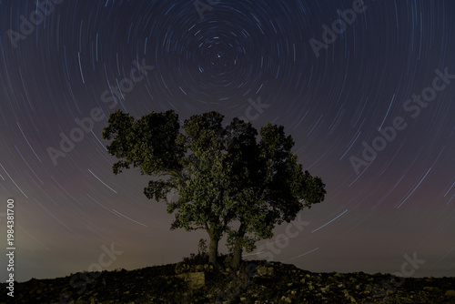 CIRCUMPOLAR DE ESTRELLAS SOBRE UNA ENCINA EN LA PROVINCIA DE TERUEL. ARAGÓN. ESPAÑA. EUROPA