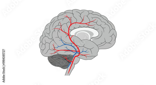 Anatomical illustration of a human brain with visible vasculature