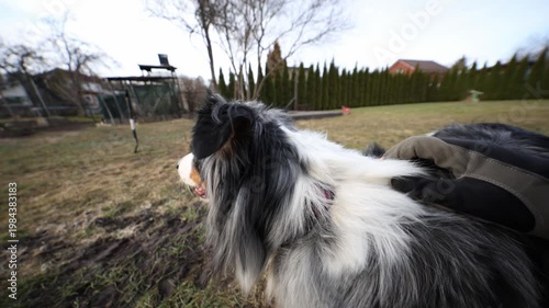 A gloved hand pets a merle shepherd mix near tall columnar evergreens and a birch in a suburban backyard. Wide angle, shallow depth, hand moves along neck.