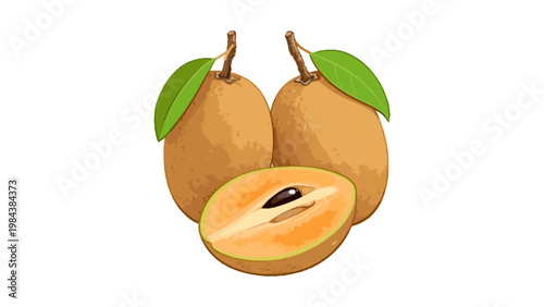Sapodilla Fruit Whole and Sliced Tropical Fruit Vector