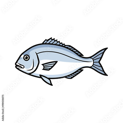 Gilthead sea bream vector illustration isolated on white background