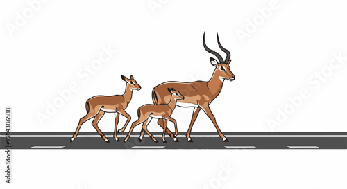 A family of three impalas gracefully cross a road, one adult male with impressive horns