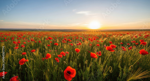 A serene field of vibrant red poppies at sunset with a clear blue sky