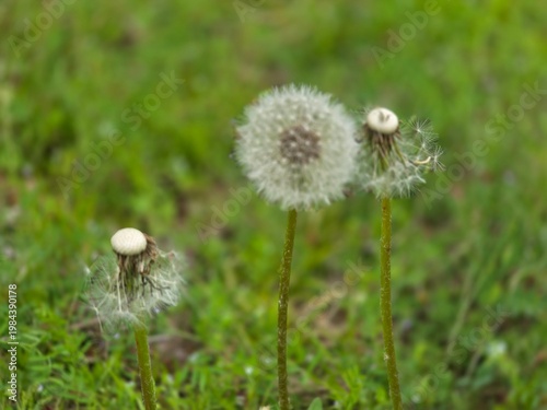 A beautiful and delicately blooming dandelion along the walking path