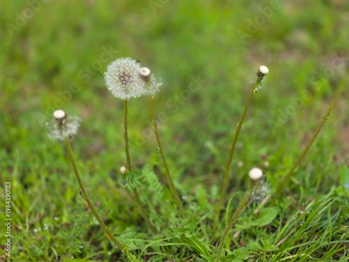 A beautiful and delicately blooming dandelion along the walking path