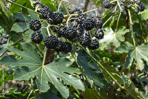Clusters of dark berries on a Fatsia japonica shrub with green palmate leaves