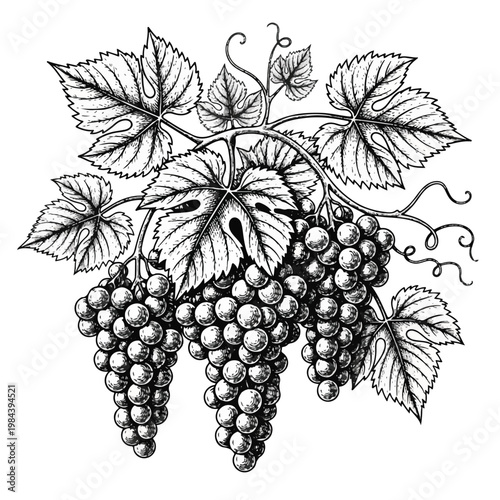 Bunch of grapes with green leaves.