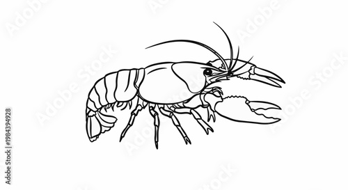 Black and white line drawing of a crayfish with segmented body and claws
