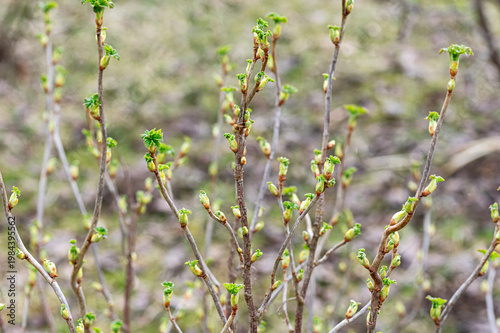 Green buds appearing on tree currant branches in early spring. Nature awakening after winter season.
