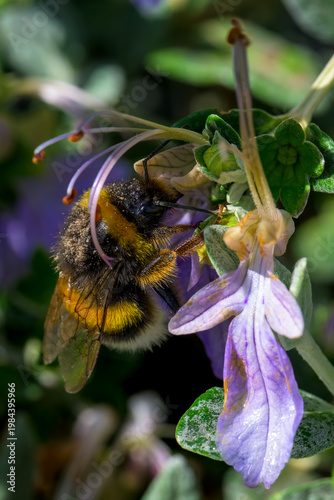 Una abeja al comienzo de la primavera