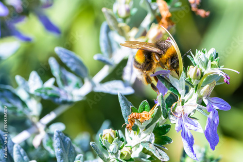 Una abeja al comienzo de la primavera