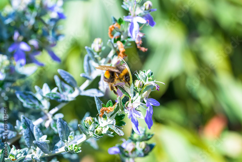 Una abeja al comienzo de la primavera