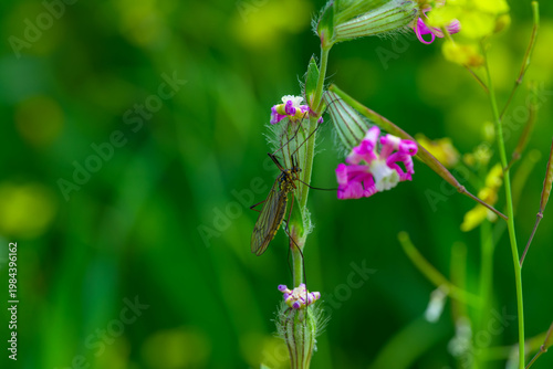 Insecto al comienzo de la primavera