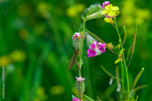 Insecto al comienzo de la primavera