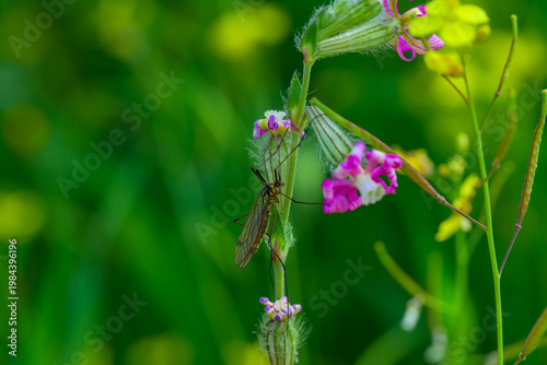 Insecto al comienzo de la primavera