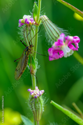 Insecto al comienzo de la primavera