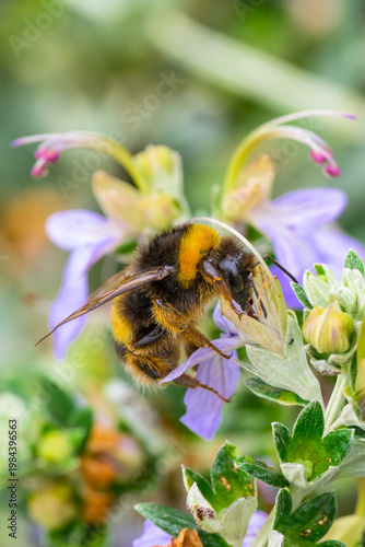Una abeja al comienzo de la primavera