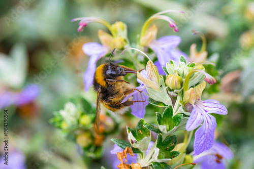 Una abeja al comienzo de la primavera