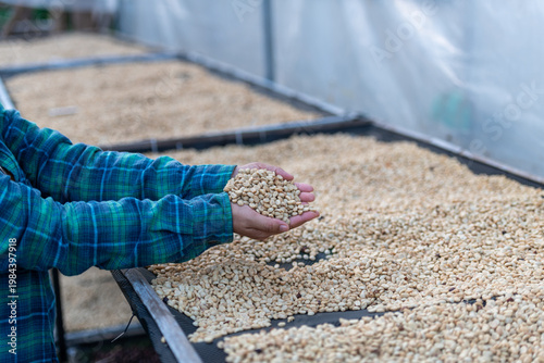 Farmer Inspecting Raw Coffee Beans In Greenhouse