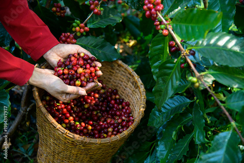 Farmer Holding Handful Of Ripe Coffee Cherries In A Plantation