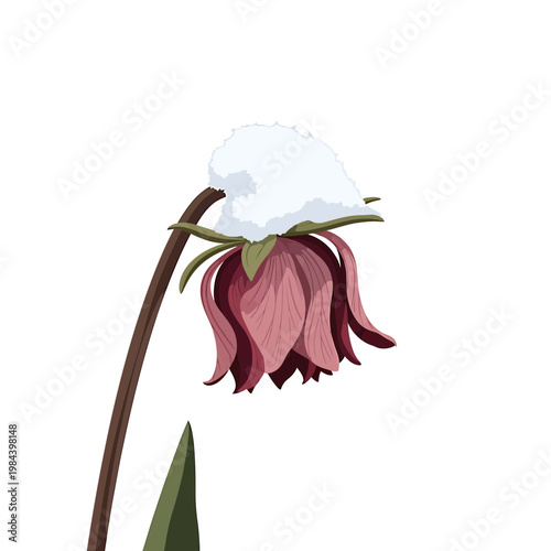 Hellebore flower with snow cap vector illustration