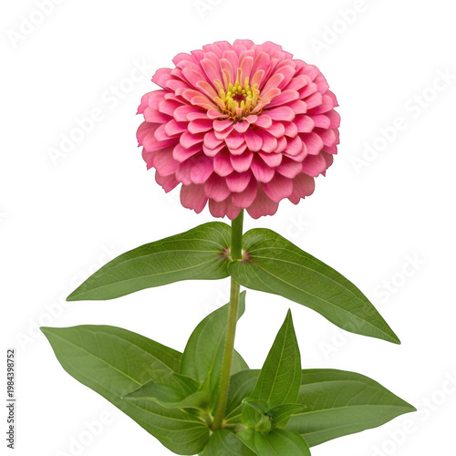 A pink flower with green leaves on a white background