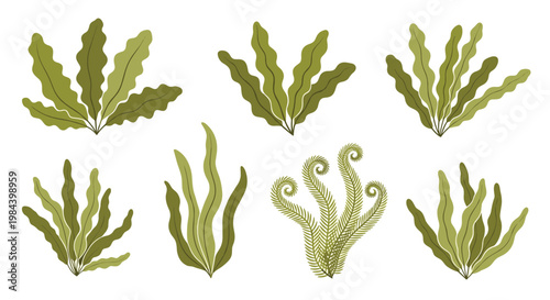 Assorted green seaweed and aquatic plant illustrations in different shapes and styles on a plain white background.