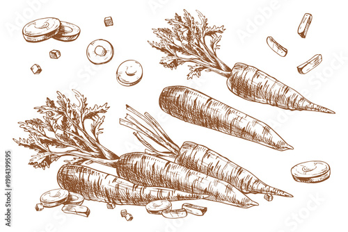 Carrot sketch set. Hand drawn ink vegetable illustration for agricultural organic food design. Farm product graphic harvest outline, healthy nutrition concept for cooking menu, shop.