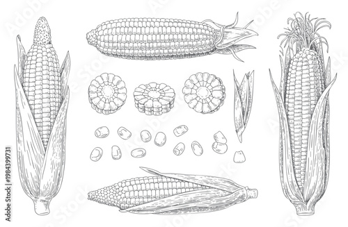 Hand drawn sweet corn illustration set.  Sketch corn set, vintage maize vegetable illustration with detailed engraving style.