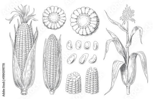 Hand drawn sweet corn illustration set.  Sketch corn set, vintage maize vegetable illustration with detailed engraving style.