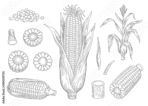 Hand drawn sweet corn illustration set.  Sketch corn set, vintage maize vegetable illustration with detailed engraving style.